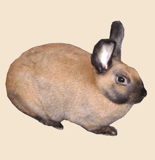 Processed Whole Rabbit