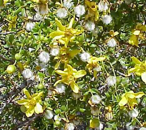 Chaparral (Larrea tridentata)